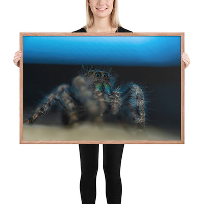 Jumping Spider Framed Luster