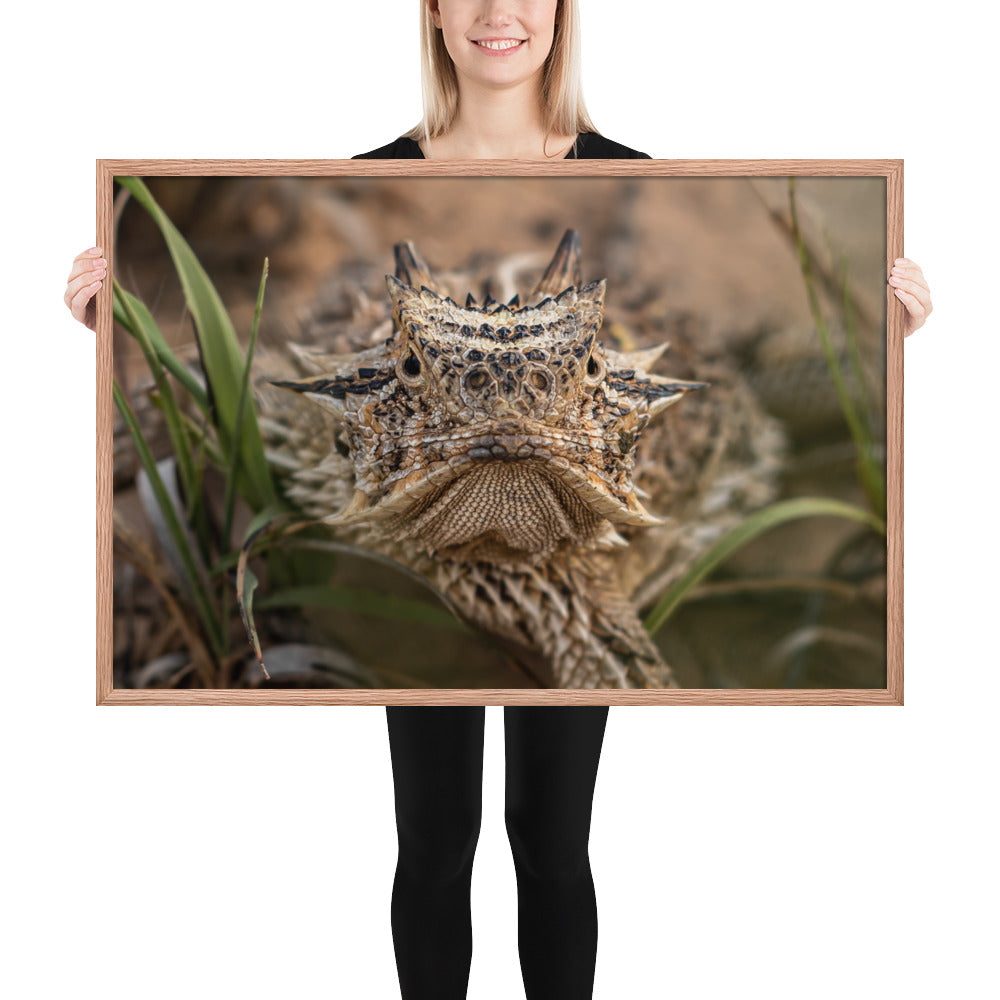 Texas Horned Lizard Stare Framed Luster