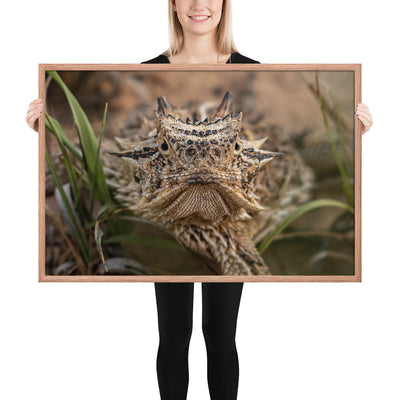 Texas Horned Lizard Stare Framed Luster