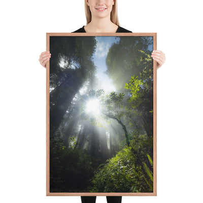 Redwoods Halo Framed Luster