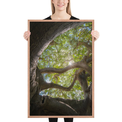 Lake Ilopango Elder Framed Luster