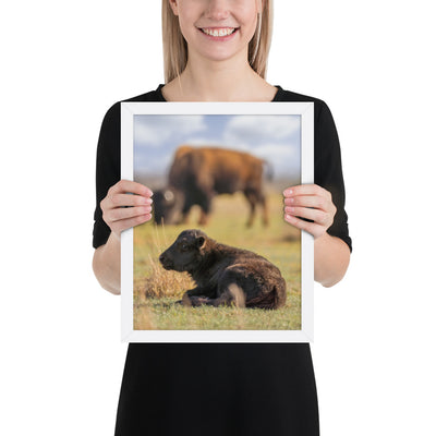 Caprock Canyons Bison Calf Framed Luster