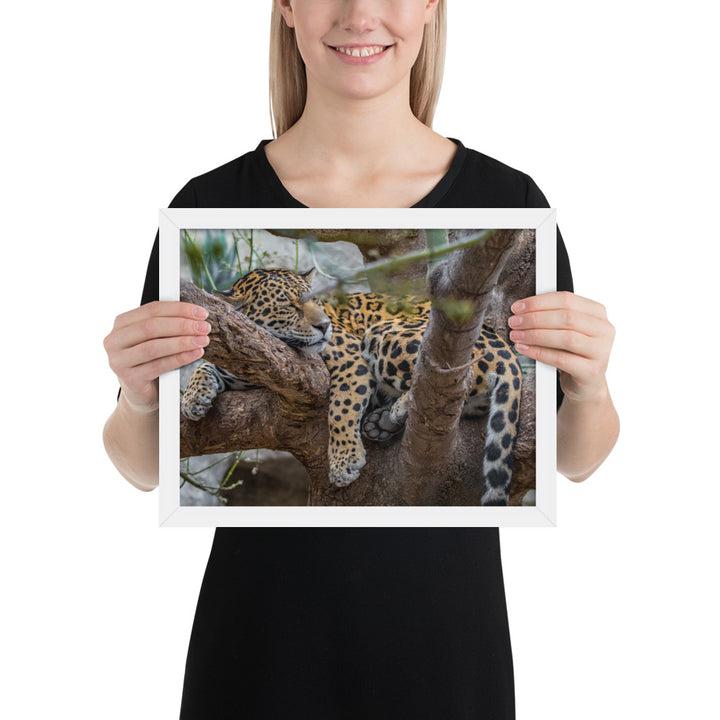 Sleepy Jaguar Framed Luster