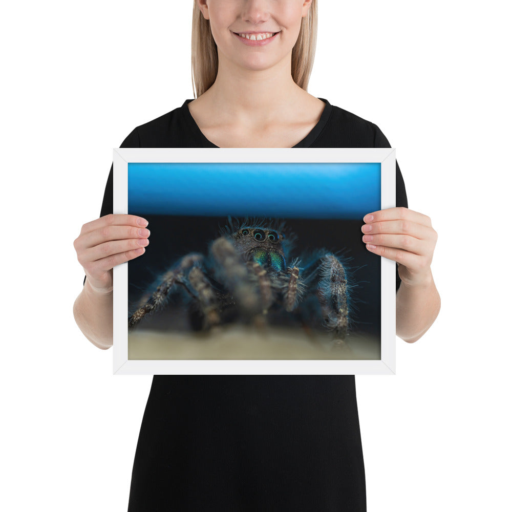 Jumping Spider Framed Luster