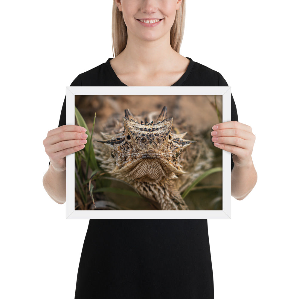 Texas Horned Lizard Stare Framed Luster