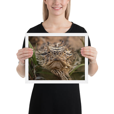 Texas Horned Lizard Stare Framed Luster