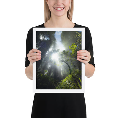 Redwoods Halo Framed Luster