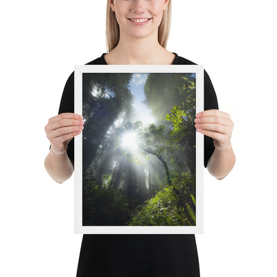 Redwoods Halo Framed Luster