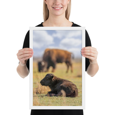 Caprock Canyons Bison Calf Framed Luster