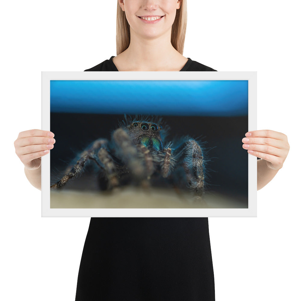 Jumping Spider Framed Luster