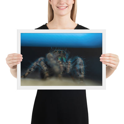 Jumping Spider Framed Luster