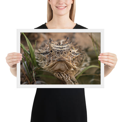 Texas Horned Lizard Stare Framed Luster