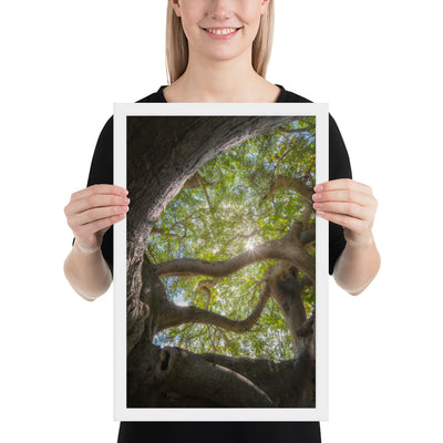 Lake Ilopango Elder Framed Luster