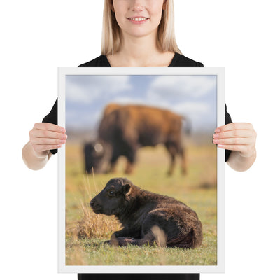 Caprock Canyons Bison Calf Framed Luster