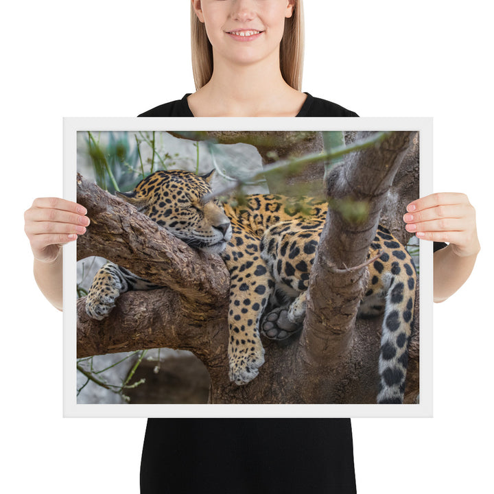 Sleepy Jaguar Framed Luster