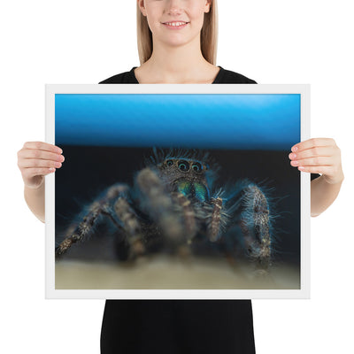 Jumping Spider Framed Luster
