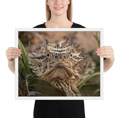 Texas Horned Lizard Stare Framed Luster