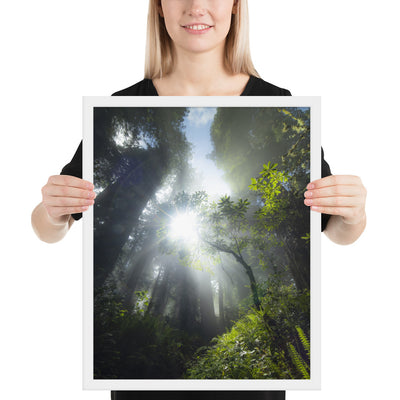 Redwoods Halo Framed Luster