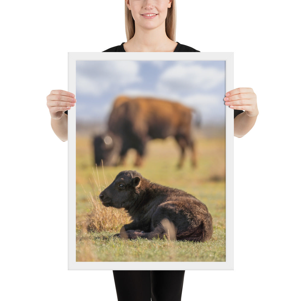 Caprock Canyons Bison Calf Framed Luster