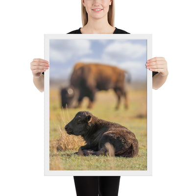 Caprock Canyons Bison Calf Framed Luster