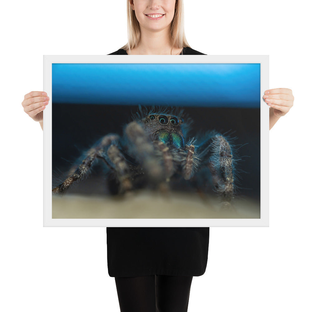Jumping Spider Framed Luster