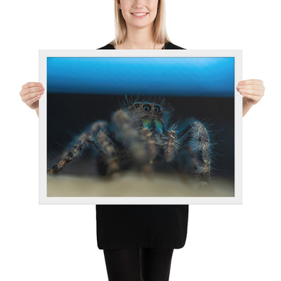 Jumping Spider Framed Luster