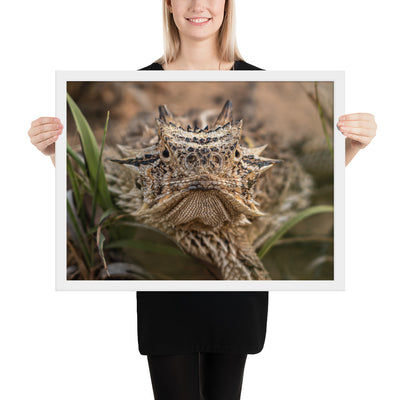 Texas Horned Lizard Stare Framed Luster