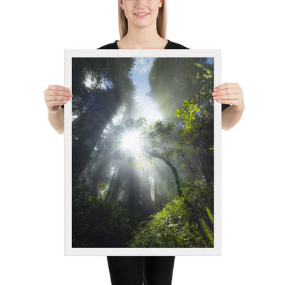 Redwoods Halo Framed Luster