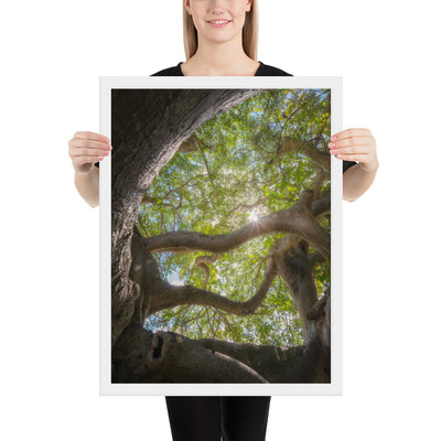 Lake Ilopango Elder Framed Luster