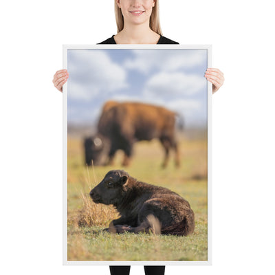 Caprock Canyons Bison Calf Framed Luster