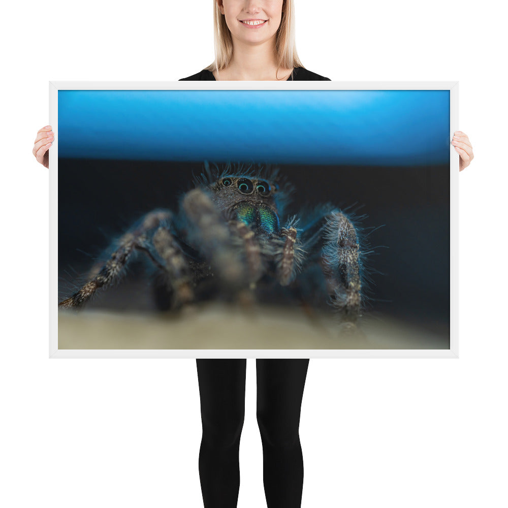 Jumping Spider Framed Luster