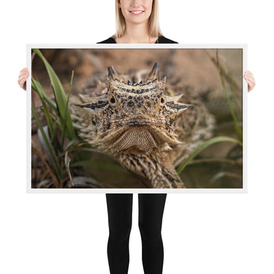 Texas Horned Lizard Stare Framed Luster