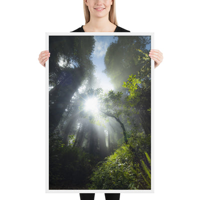 Redwoods Halo Framed Luster