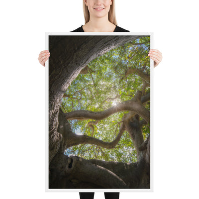 Lake Ilopango Elder Framed Luster