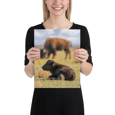 Caprock Canyons Bison Calf Luster
