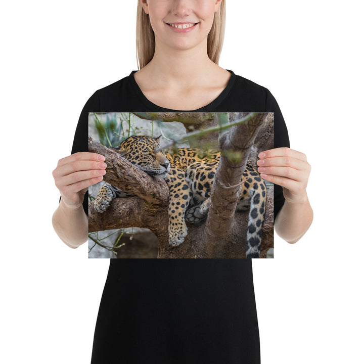 Sleepy Jaguar Luster