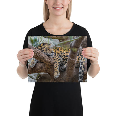 Sleepy Jaguar Luster