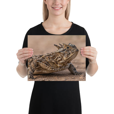 Texas Horned Lizard Luster