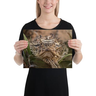 Texas Horned Lizard Stare Luster