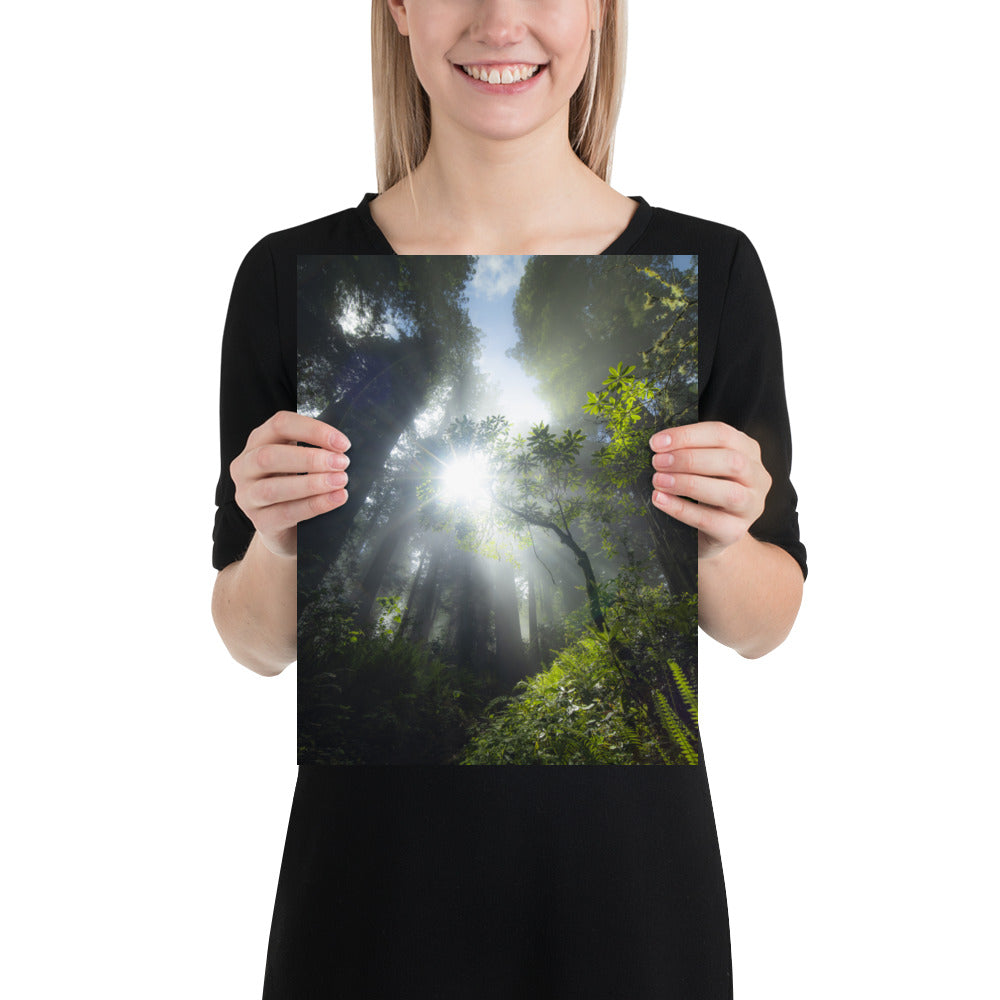 Redwoods Halo Luster
