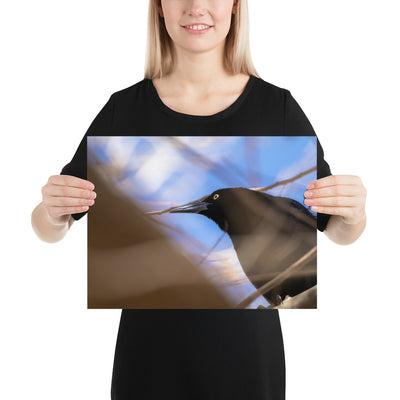 Perched Grackle Luster