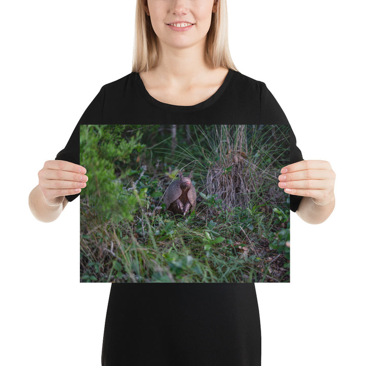 Hill Country Armadillo Luster