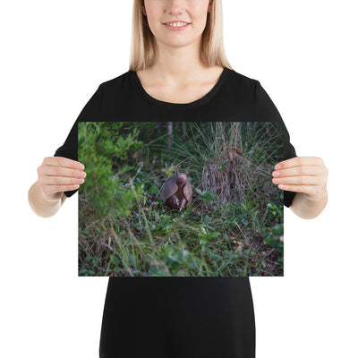 Hill Country Armadillo Luster