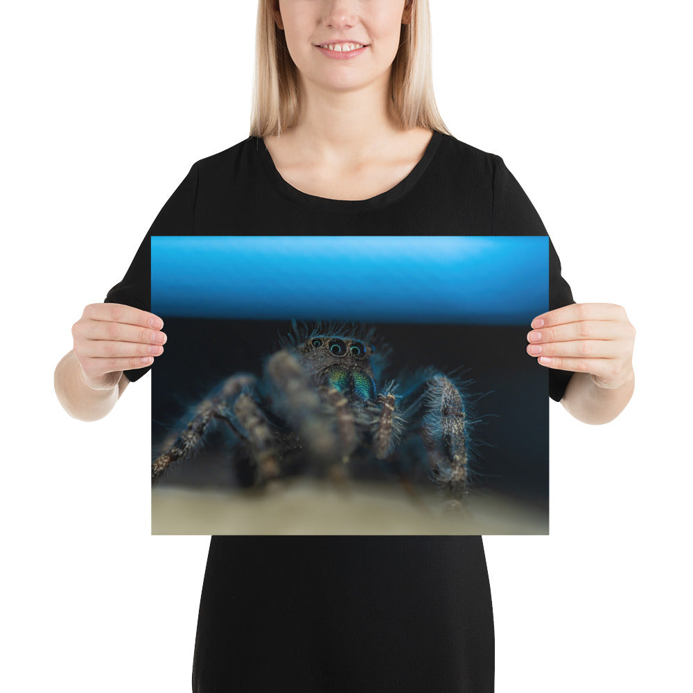 Jumping Spider Luster