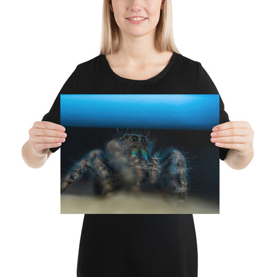 Jumping Spider Luster