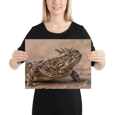 Texas Horned Lizard Luster