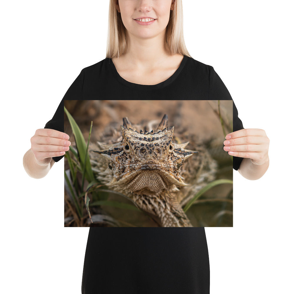Texas Horned Lizard Stare Luster