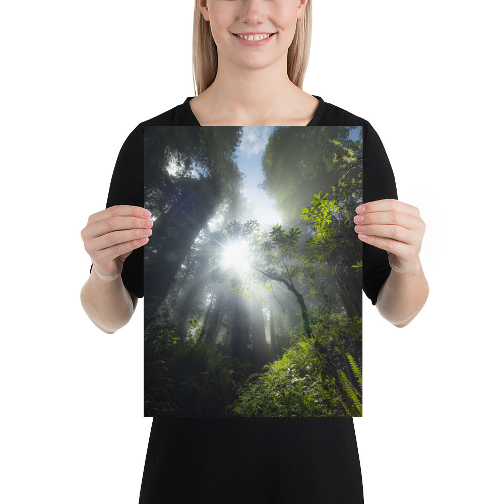 Redwoods Halo Luster
