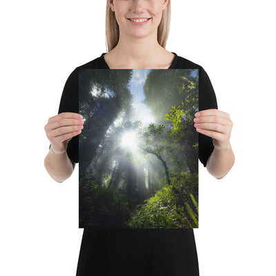 Redwoods Halo Luster