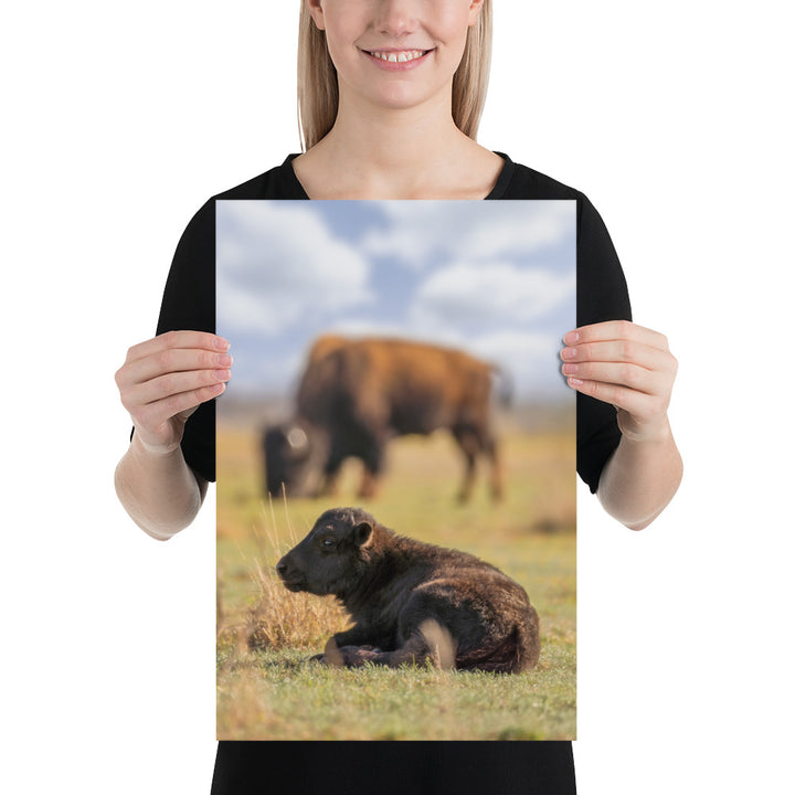 Caprock Canyons Bison Calf Luster